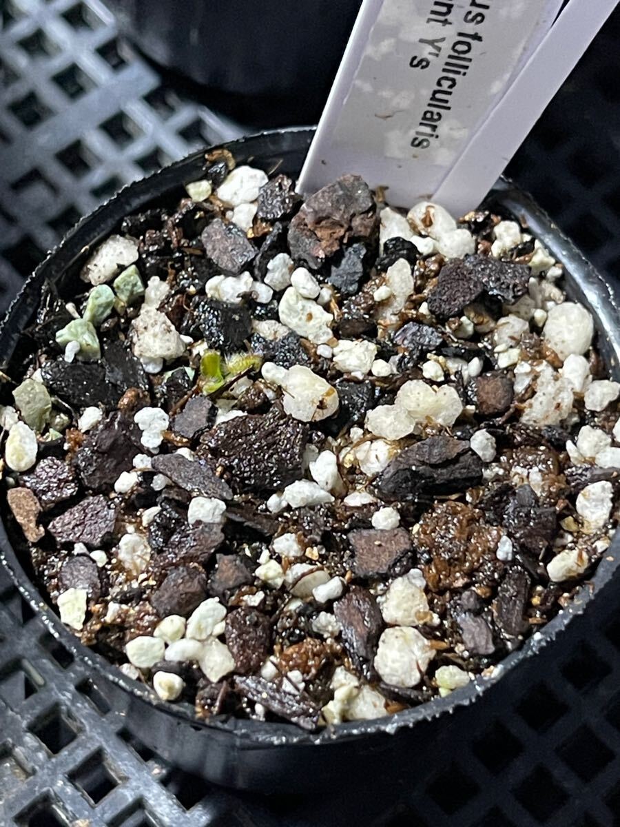 Yahoo!オークション -「食虫植物 セファロタス」の落札相場 Yahoo!オークション -「食虫植物 セファロタス」の落札相場