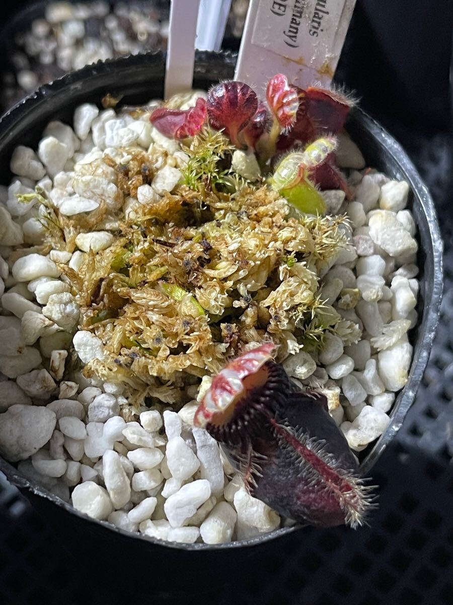 Yahoo!オークション -「食虫植物 セファロタス」の落札相場 Yahoo!オークション -「食虫植物 セファロタス」の落札相場