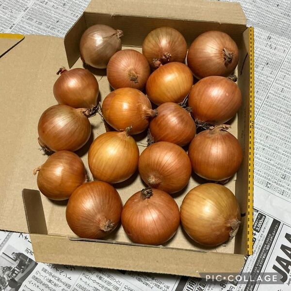 美味しい玉ねぎ食べ切りサイズ!