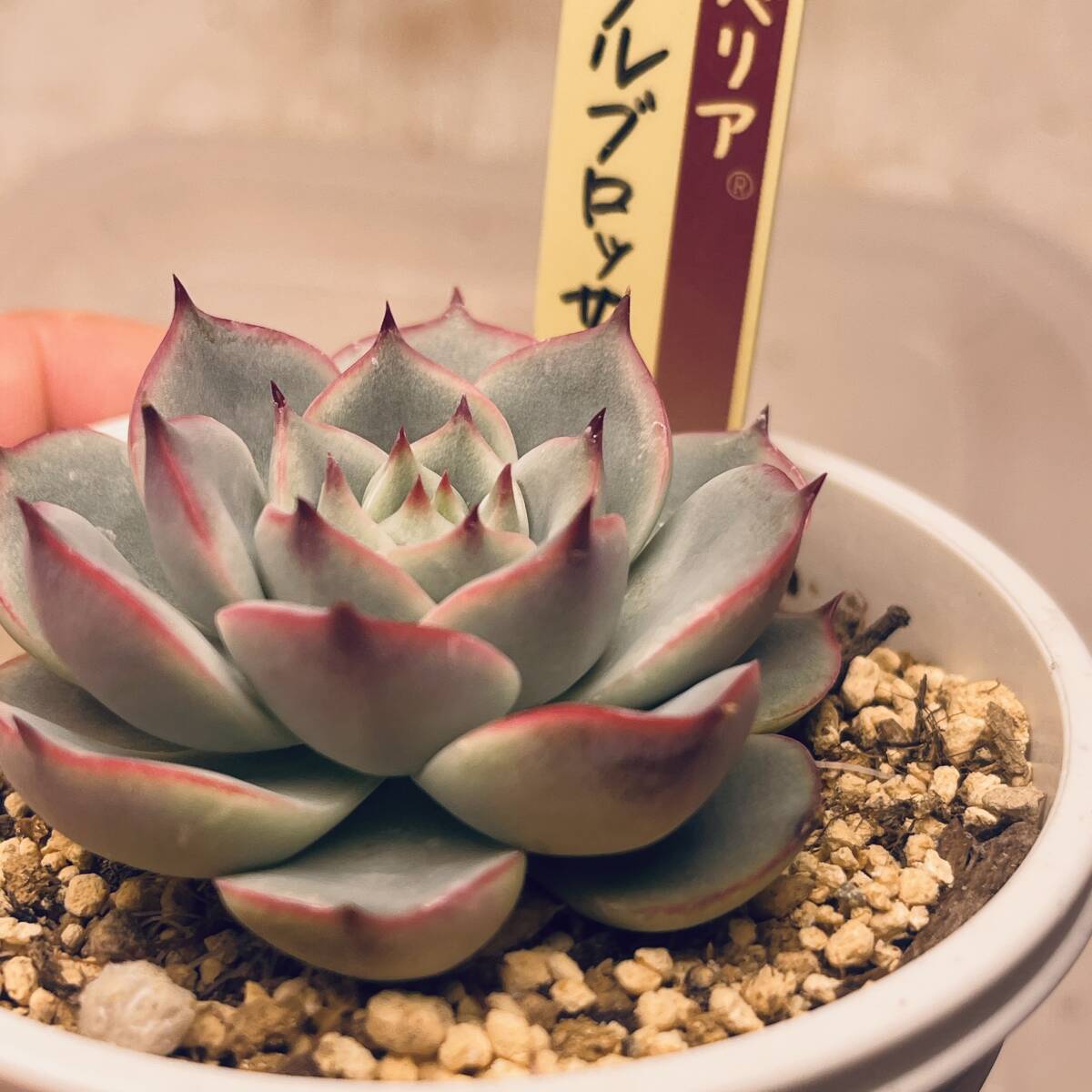 Yahoo!オークション -「多肉植物おらいさん苗 ミックスベリア Yahoo!オークション -「多肉植物おらいさん苗 ミックスベリア