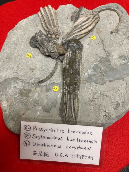 海百合 化石 Pratycrinites Scytalocrinus Ulrichicrinus