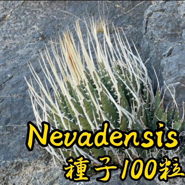 【種子】アガベ ユタエンシス ネバデンシス 種子100粒