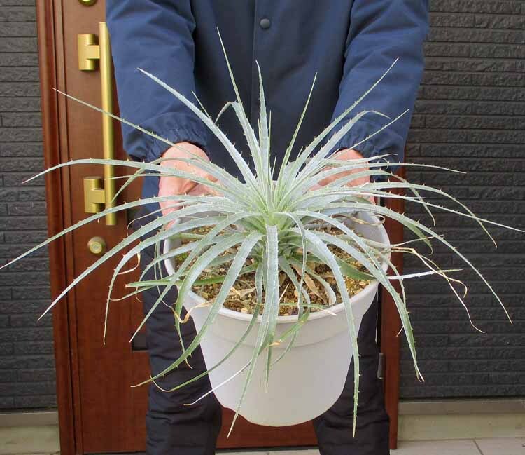 Yahoo!オークション -「プヤ セルーレア」(観葉植物) の落札相場 Yahoo!オークション -「プヤ セルーレア」(観葉植物) の落札相場