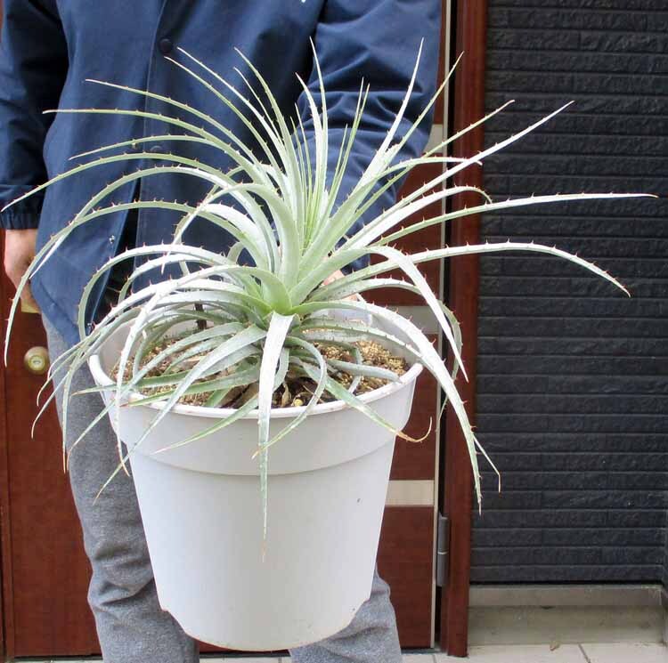 Yahoo!オークション -「プヤ セルーレア」(観葉植物) の落札相場 Yahoo!オークション -「プヤ セルーレア」(観葉植物) の落札相場
