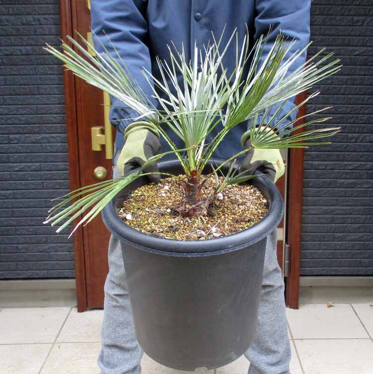 Yahoo!オークション -「チャメロプス」(ヤシ) (観葉植物)の落札 Yahoo!オークション -「チャメロプス」(ヤシ) (観葉植物)の落札