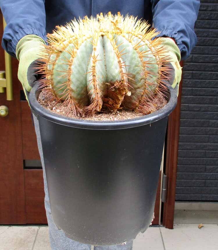 Yahoo!オークション -「王冠竜」(サボテン) (観葉植物)の落札 Yahoo!オークション -「王冠竜」(サボテン) (観葉植物)の落札