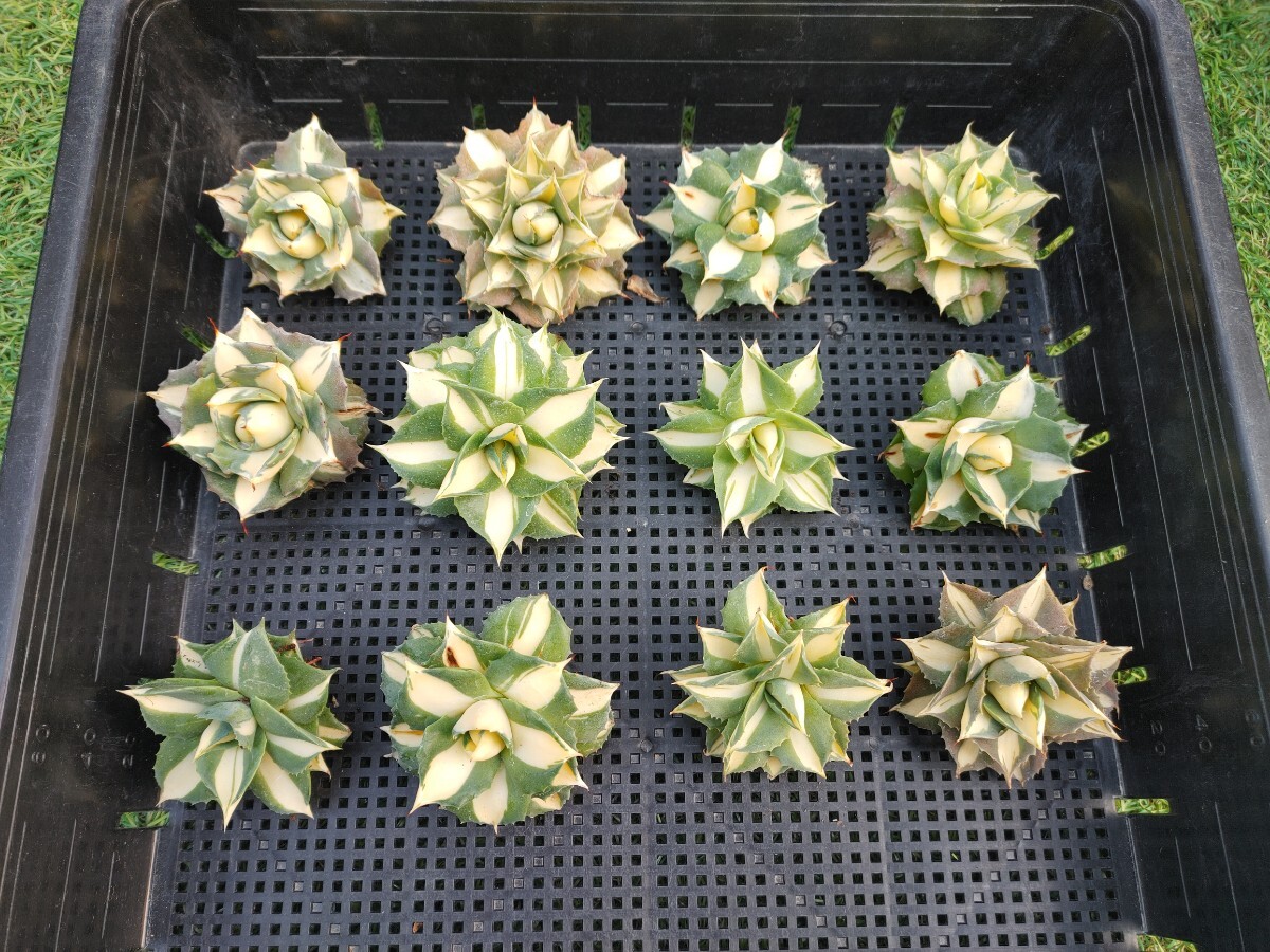 多肉植物 アガベ 王妃雷神 黄中斑