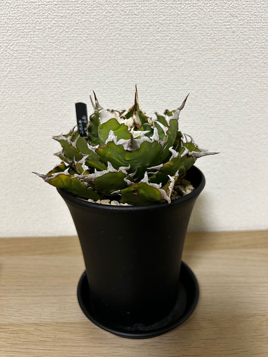 Yahoo!オークション -「アガベ オテロイ オアハカ 現地球」の Yahoo!オークション -「アガベ オテロイ オアハカ 現地球」の