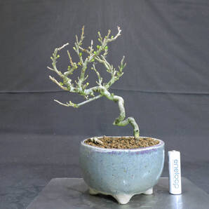 長寿梅 赤花 盆栽 奥行12cm 横幅14cm 高さ20cm