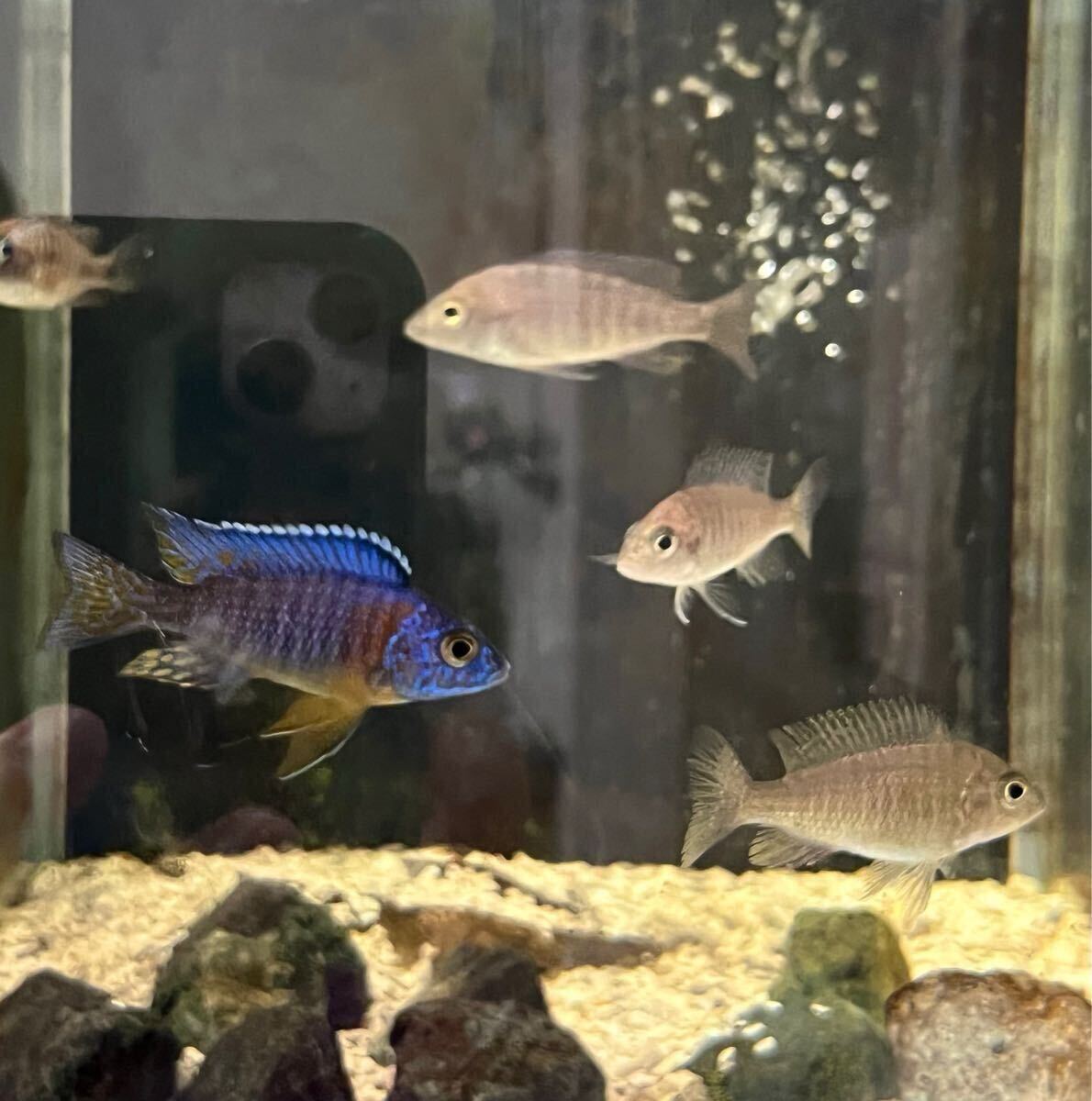 Yahoo!オークション -「アウロノカラ」(熱帯魚) (魚類、水生生物 Yahoo!オークション -「アウロノカラ」(熱帯魚) (魚類、水生生物