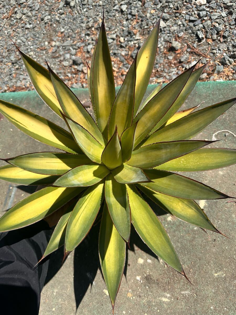 Yahoo!オークション -「ブルーグロー」(アガベ) (観葉植物)の Yahoo!オークション -「ブルーグロー」(アガベ) (観葉植物)の