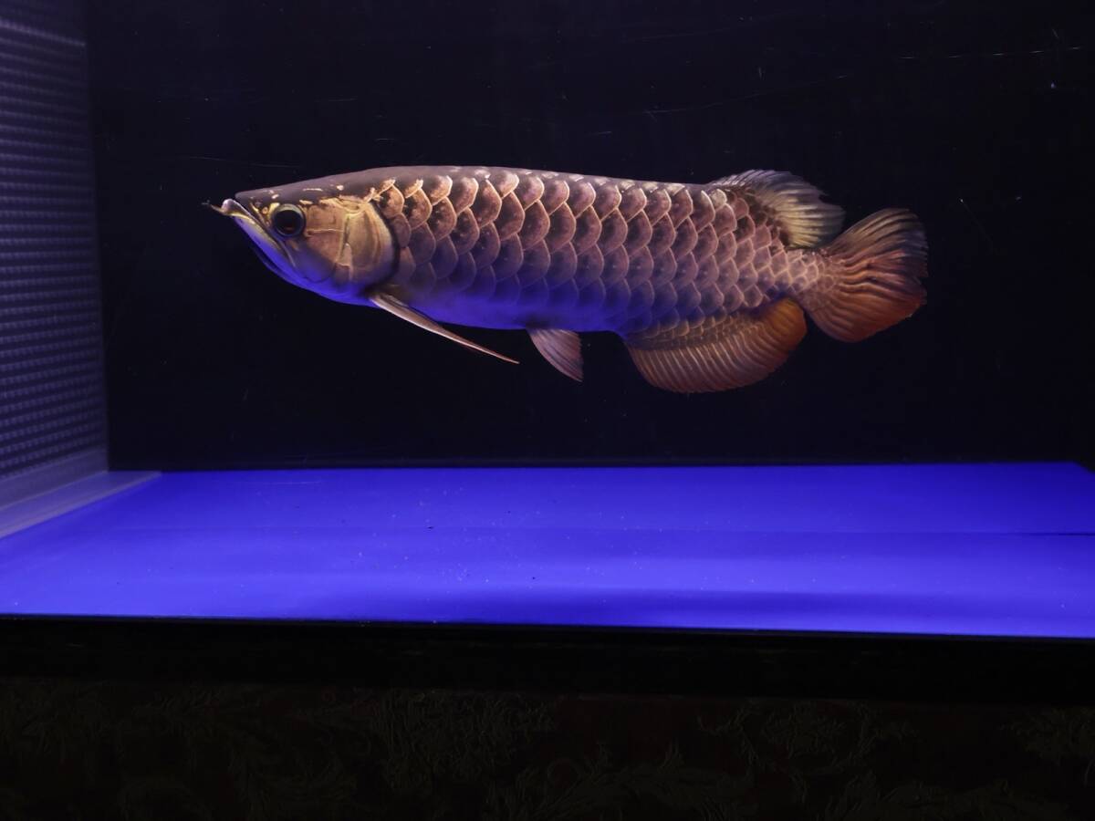 Yahoo!オークション -「キングコング」(アロワナ) (淡水魚)の