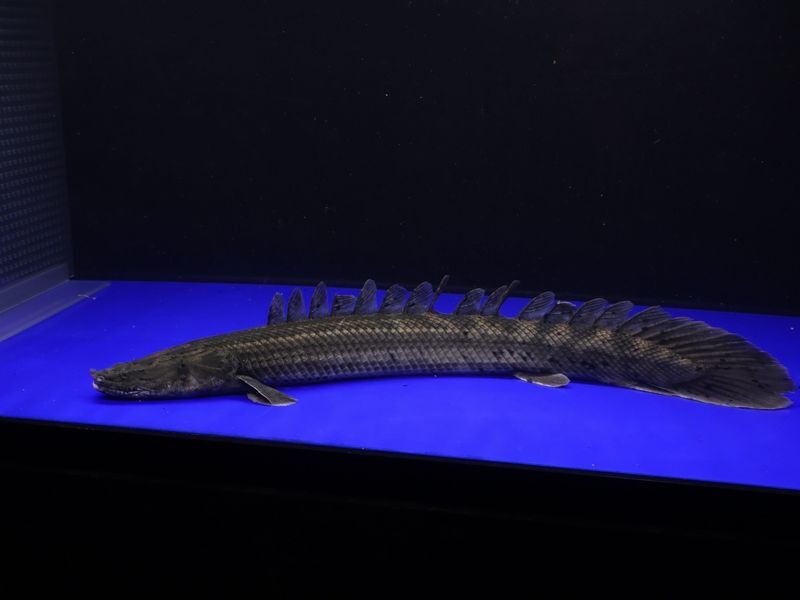 Yahoo!オークション -「チャド」(熱帯魚) (魚類、水生生物)の