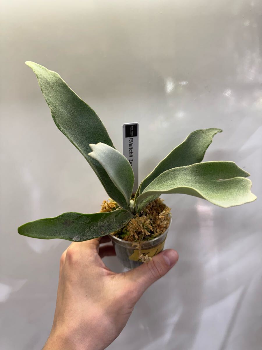 Yahoo!オークション -「ビカクシダ レモイネイ」(観葉植物) の Yahoo!オークション -「ビカクシダ レモイネイ」(観葉植物) の
