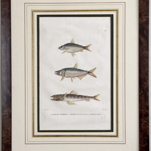 フレシネ「ユラニー号およびフィジシエンヌ号世界周航記録」1824年初版原本 No.48 魚類 (図譜 図鑑 アンティーク版画)額装つき
