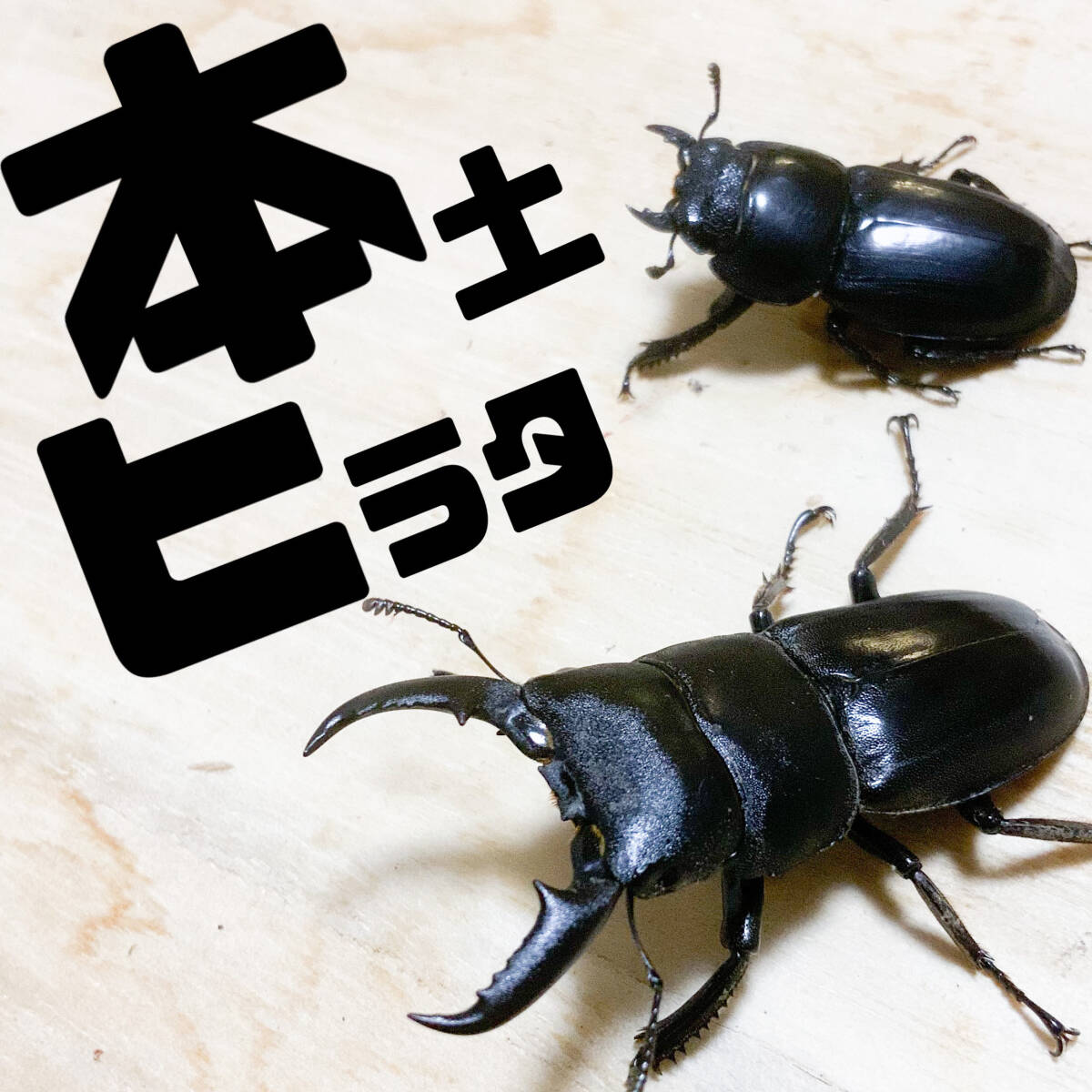 Yahoo!オークション -「ヒラタクワガタ 国産 ペア