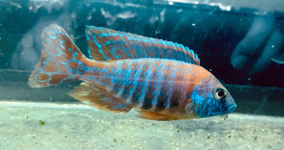 Yahoo!オークション -「アウロノカラ」(熱帯魚) (魚類、水生生物 Yahoo!オークション -「アウロノカラ」(熱帯魚) (魚類、水生生物