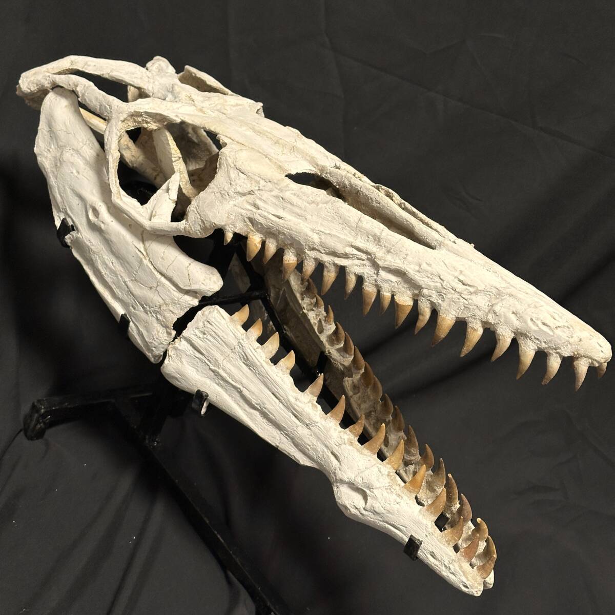 2025年最新】Yahoo!オークション -モササウルス 歯の中古品