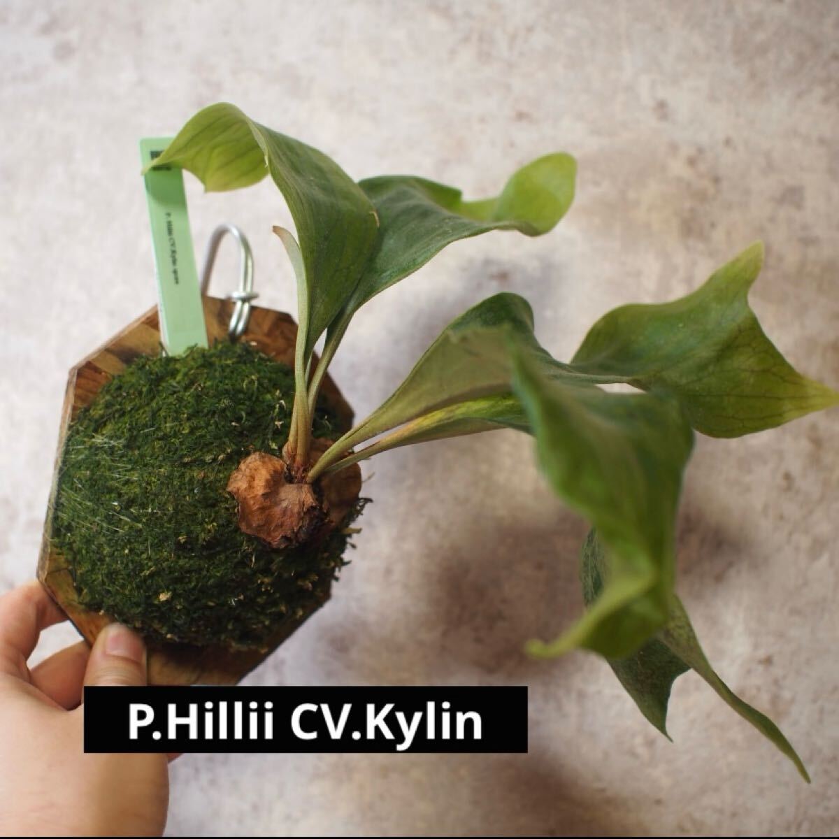 Yahoo!オークション -「kylin」(花、園芸) の落札相場・落札価格 Yahoo!オークション -「kylin」(花、園芸) の落札相場・落札価格