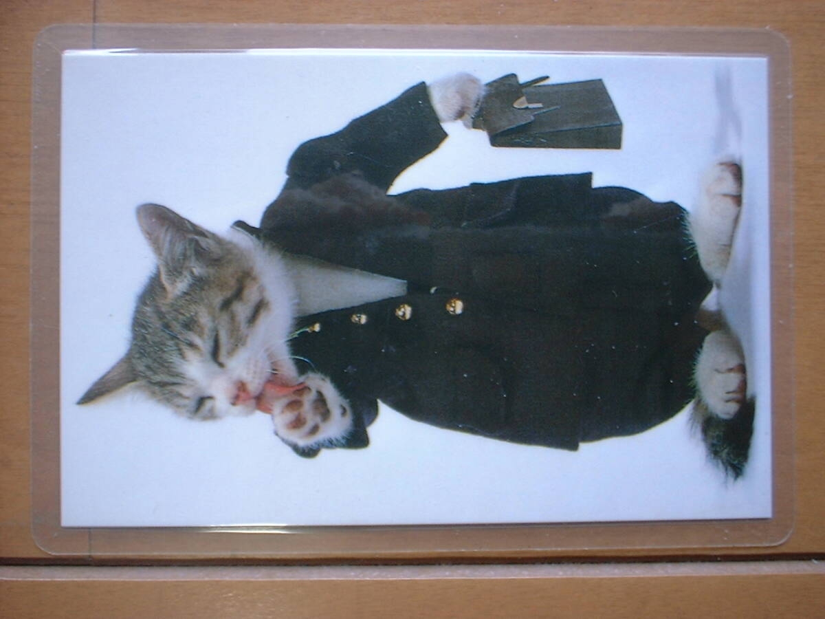 2025年最新】Yahoo!オークション -なめ猫(その他)の中古品・新品 2025年最新】Yahoo!オークション -なめ猫(その他)の中古品・新品
