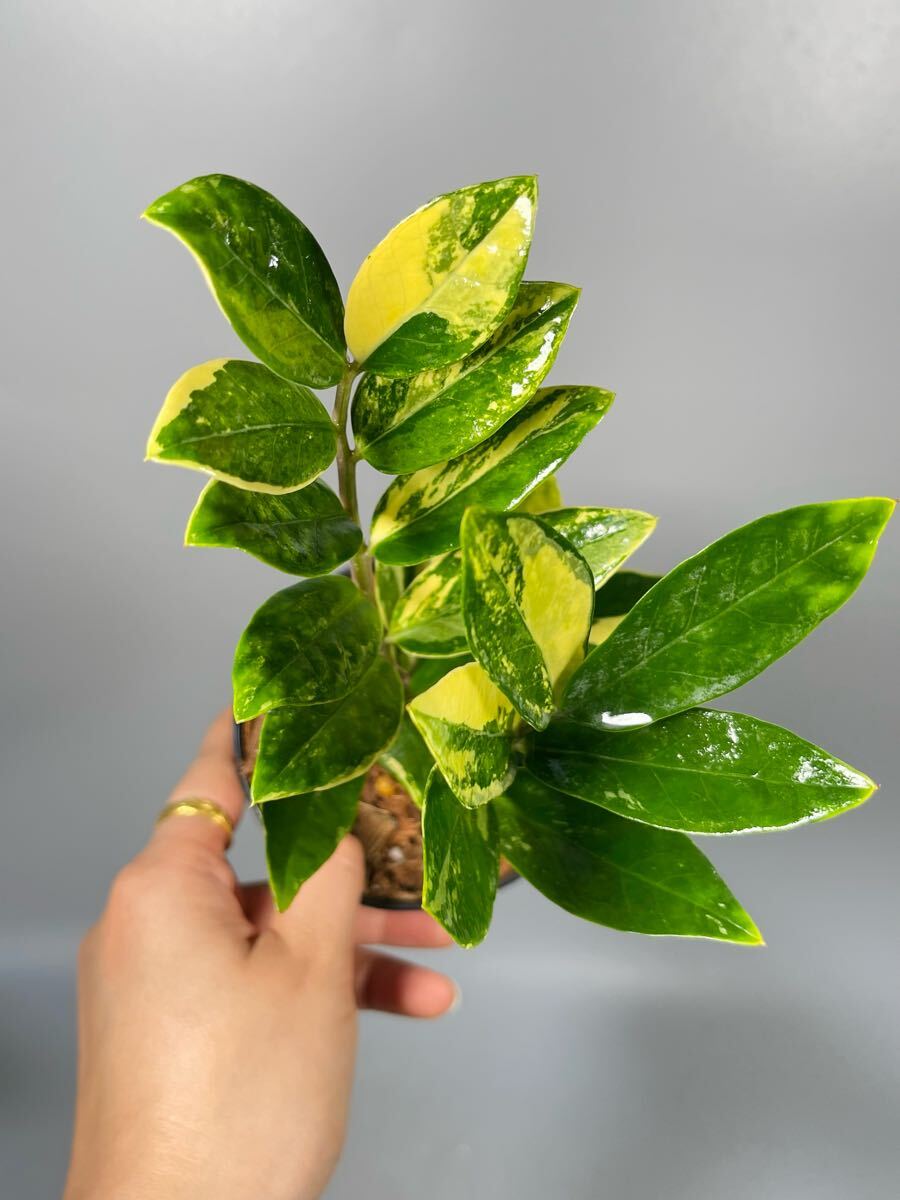 Yahoo!オークション -「:ミオ」(その他) (観葉植物)の落札相場 Yahoo!オークション -「:ミオ」(その他) (観葉植物)の落札相場