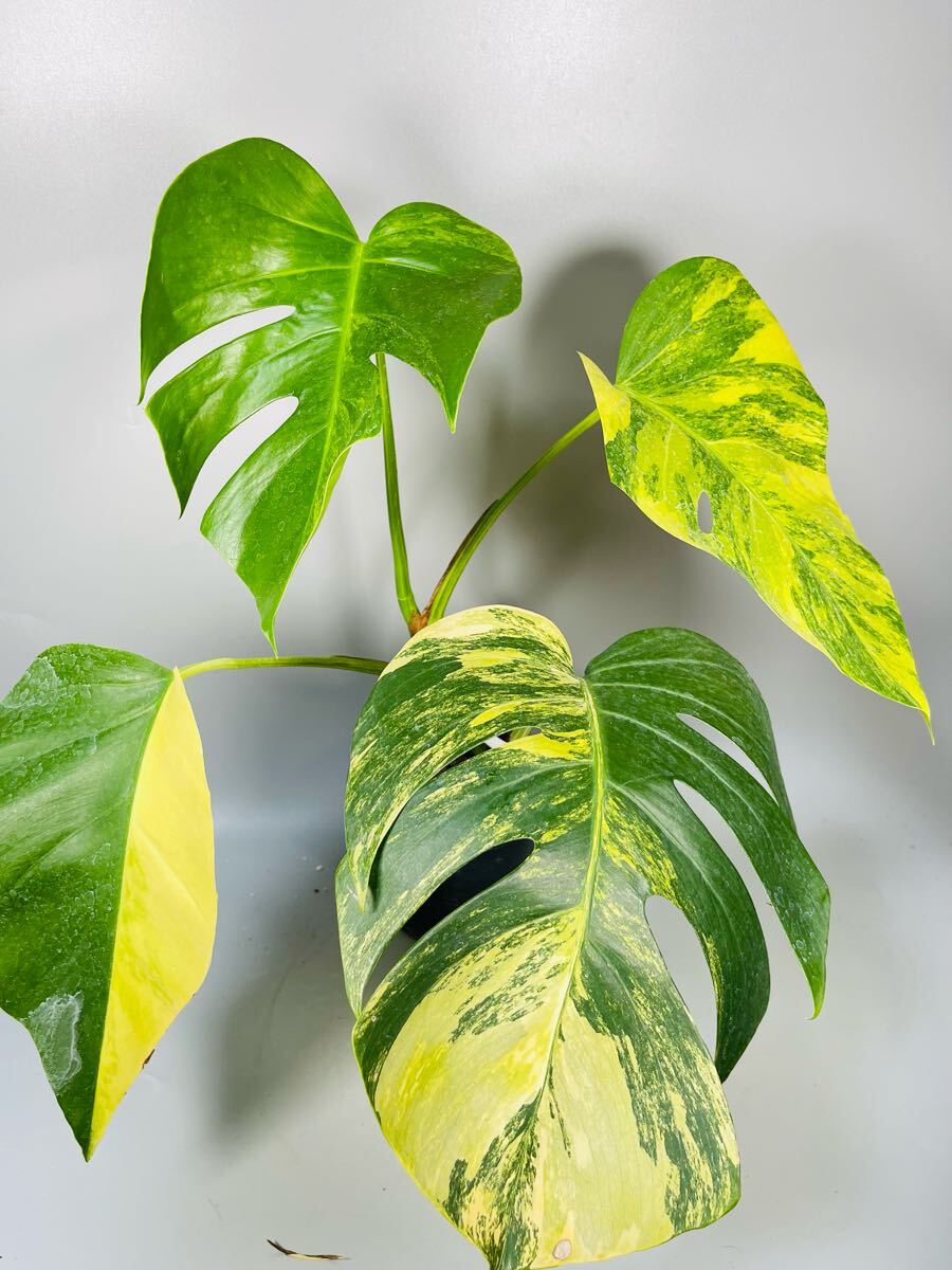 Yahoo!オークション -「aurea」(モンステラ) (観葉植物)の落札 Yahoo!オークション -「aurea」(モンステラ) (観葉植物)の落札