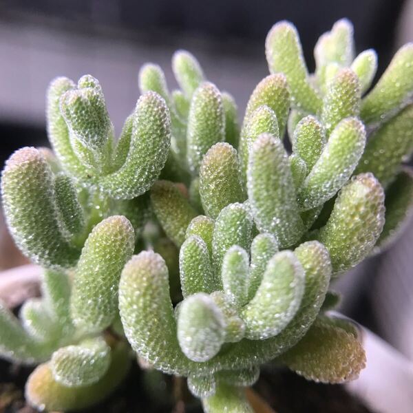 ネコポスで発送 多肉植物 ドロサンテマ キラキラ Cream ice 抜き苗1株