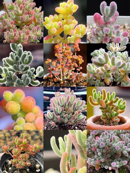 早い者勝ち 人気ドロサンテマム キラキラ 10品種 2025 超豪華 多肉植物福袋