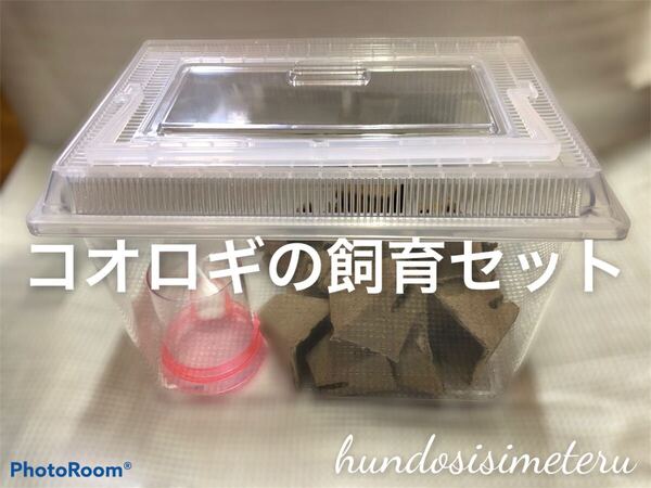 コオロギの飼育セット 飼育ケース 給水器 高級フード シェルター スプーン ※ケースフタの色は黒色または白色のアソートです