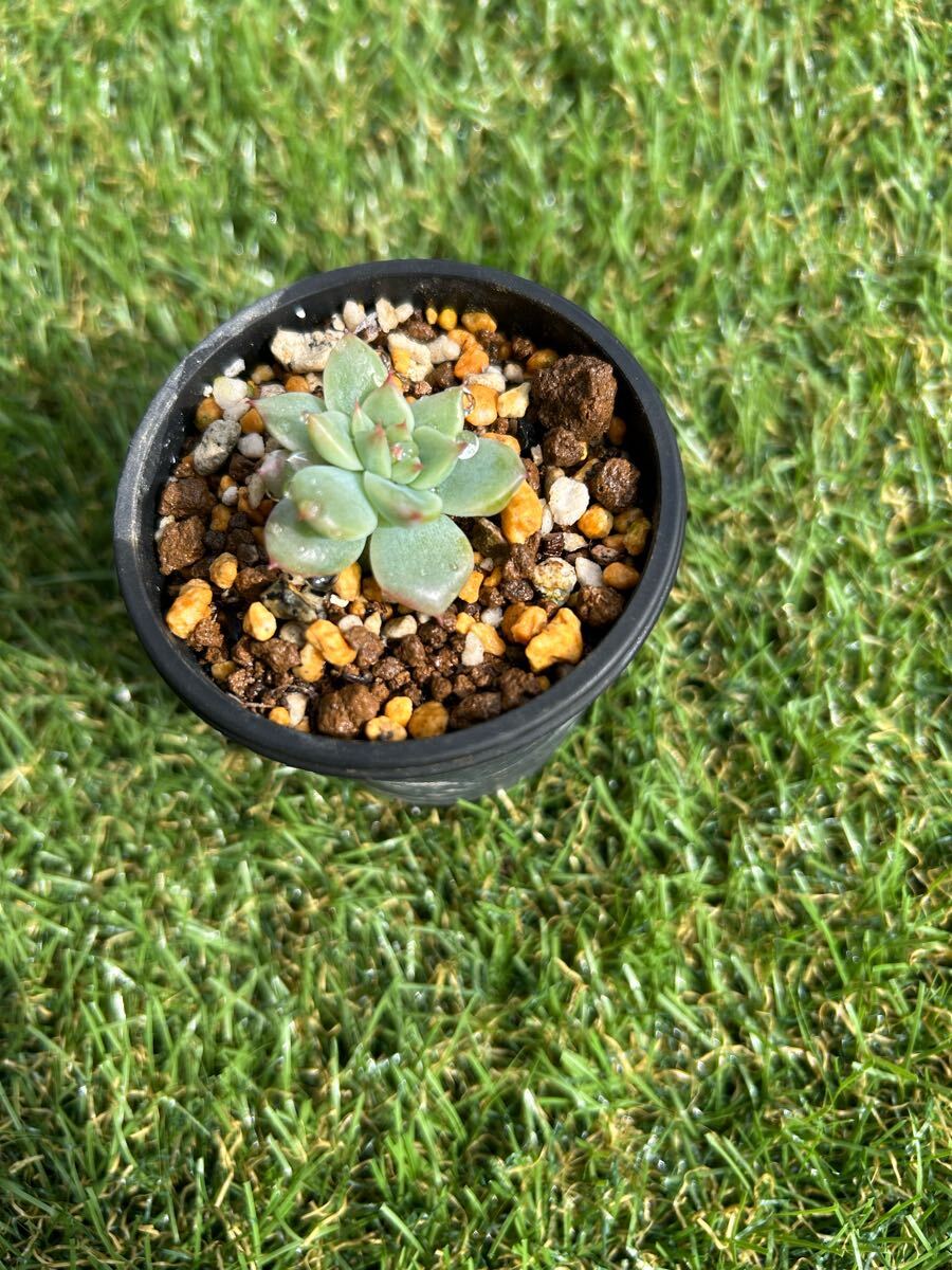 Yahoo!オークション -「エケベリア リンゼアナ」(観葉植物) の Yahoo!オークション -「エケベリア リンゼアナ」(観葉植物) の