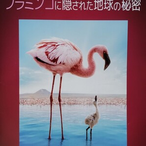 中古DVD ディズニーネイチャー フラミンゴに隠された地球の秘密
