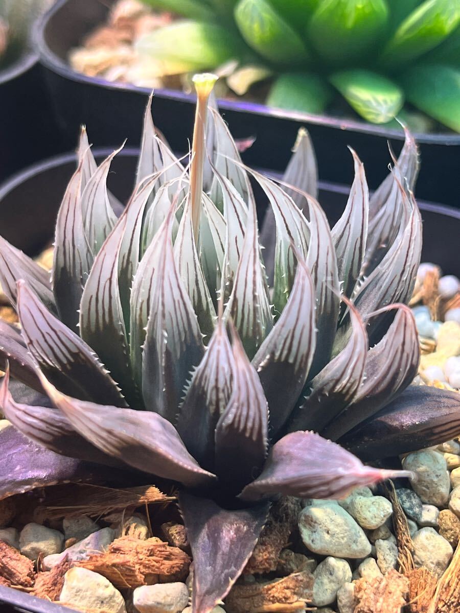 Yahoo!オークション -「(jil)」(その他) (観葉植物)の落札相場 Yahoo!オークション -「(jil)」(その他) (観葉植物)の落札相場