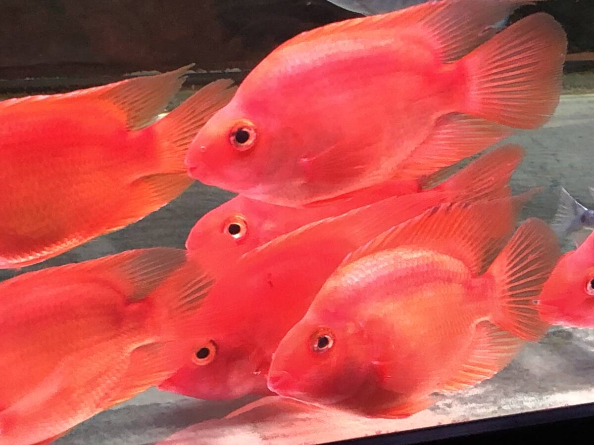 Yahoo!オークション -「キングコングパロット」(淡水魚) (熱帯魚