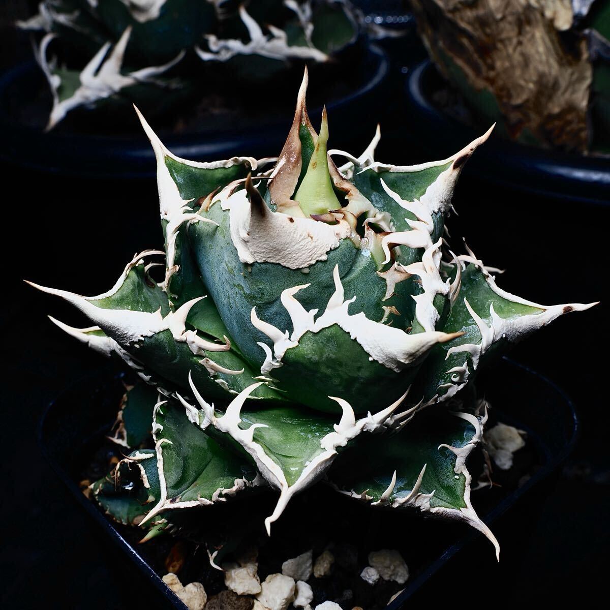 Yahoo!オークション -「thorn」(アガベ) (観葉植物)の落札相場 Yahoo!オークション -「thorn」(アガベ) (観葉植物)の落札相場