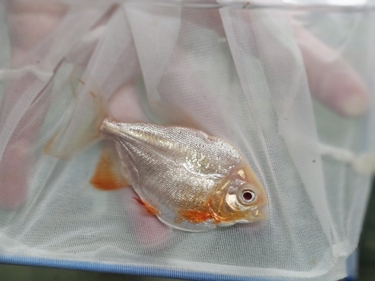 Yahoo!オークション -「コロソマ」(淡水魚) (熱帯魚)の落札相場