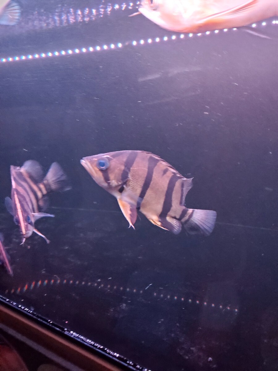 Yahoo!オークション -「ダトニオフォーバータイガー」(淡水魚