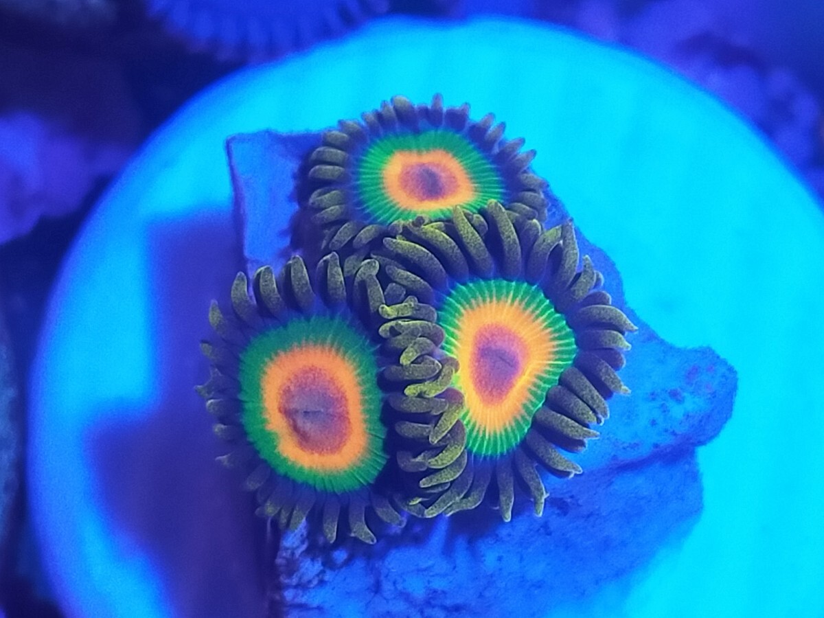 初入荷USAマメスナ！ラスタ初入荷！ | 生麦海水魚センター