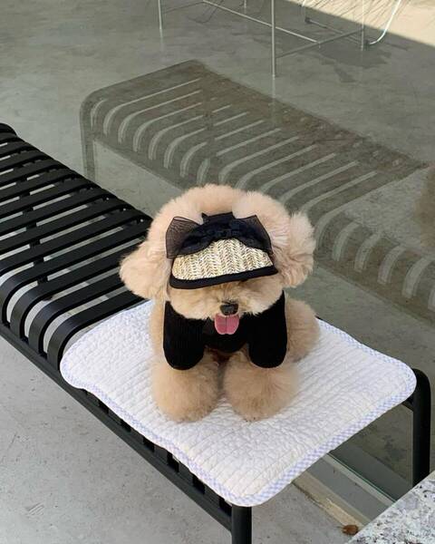 Sサイズ ブラック リボン 犬用 アクセサリー 帽子 麦わら 撮影会 おしゃれ サンバイザー 愛犬 小型犬 可愛い 黒 AB0017 N01