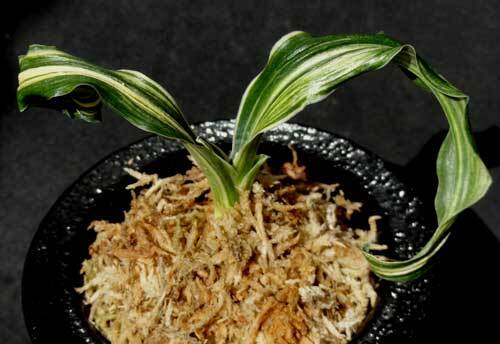Yahoo!オークション -「万年青 獅子」(観葉植物) の落札相場 Yahoo!オークション -「万年青 獅子」(観葉植物) の落札相場