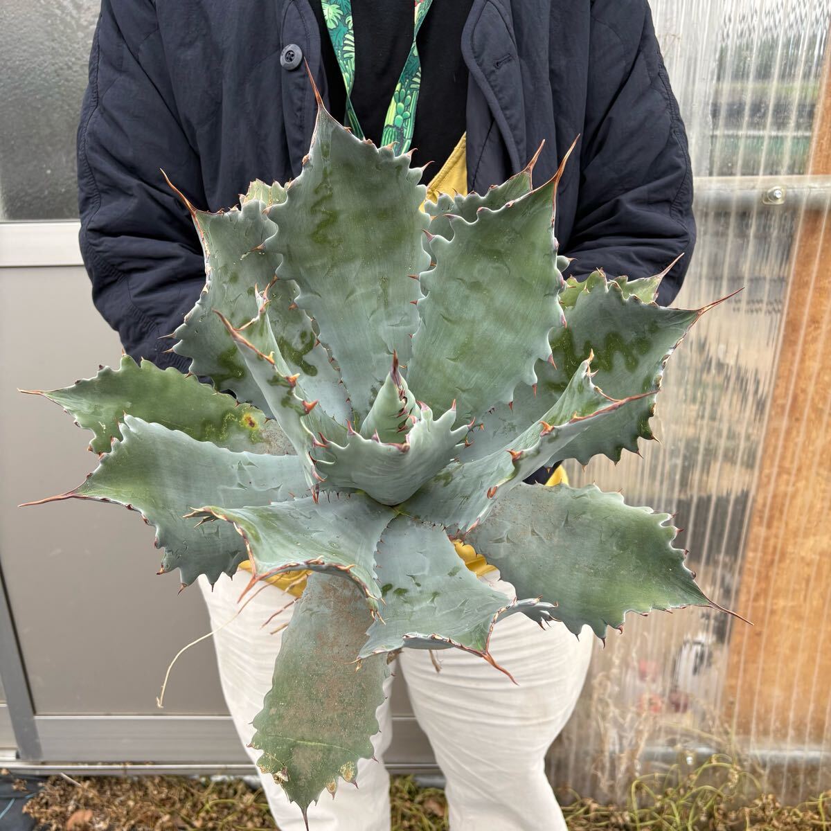 Yahoo!オークション -「(スポーン)」(アガベ) (観葉植物)の落札