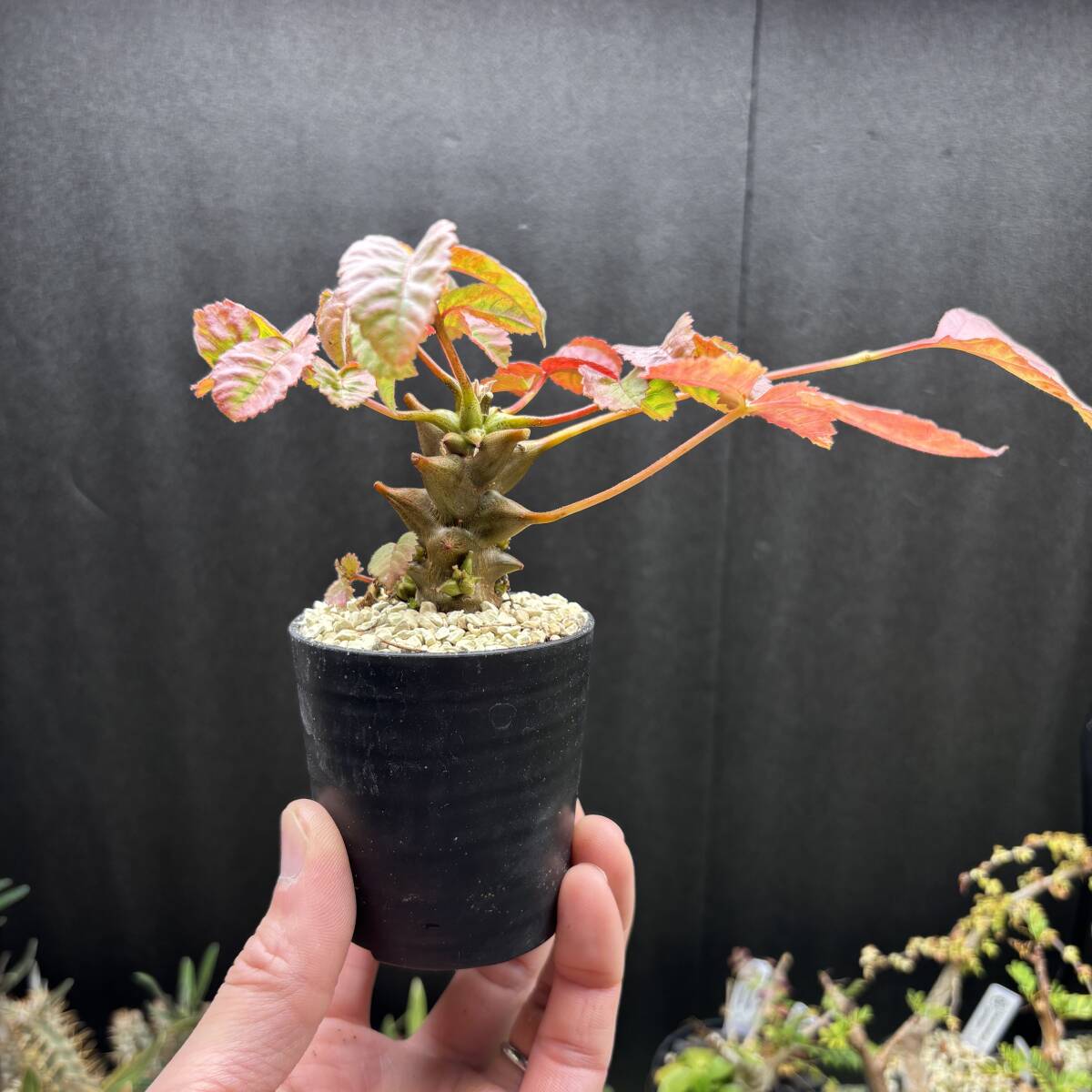 Yahoo!オークション -「メキシカーナ」(サボテン) (観葉植物)の Yahoo!オークション -「メキシカーナ」(サボテン) (観葉植物)の