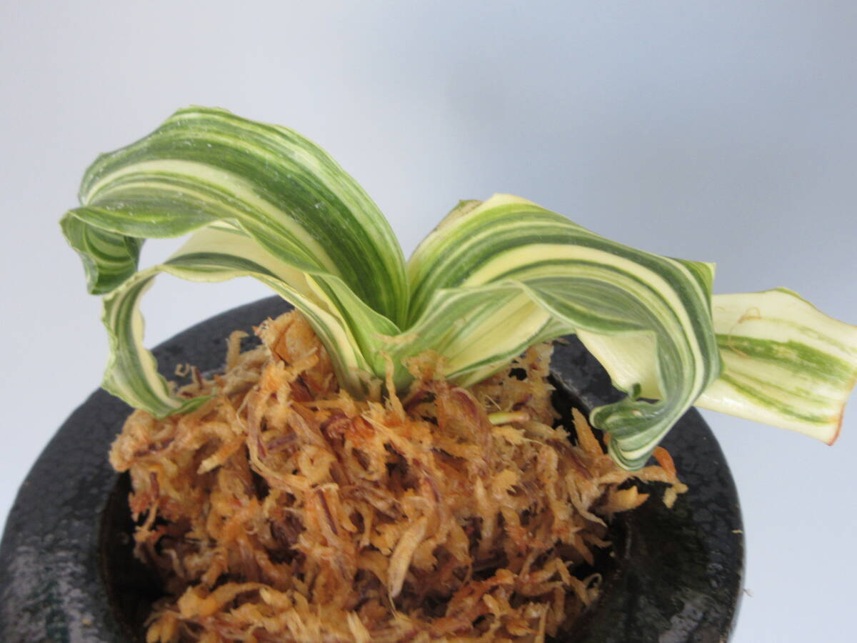 Yahoo!オークション -「万年青 獅子」(観葉植物) の落札相場 Yahoo!オークション -「万年青 獅子」(観葉植物) の落札相場