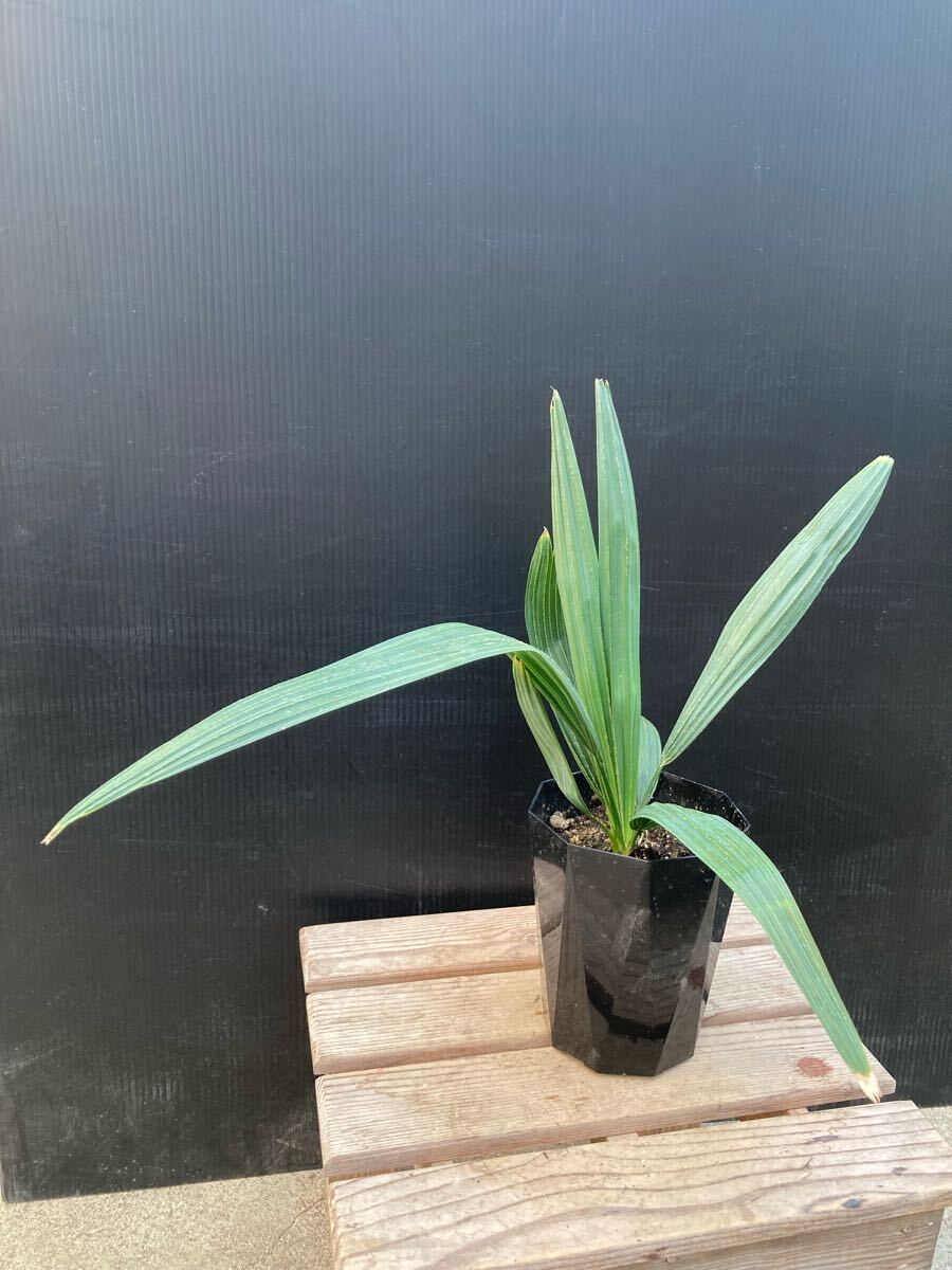 Yahoo!オークション -「サバルヤシ」(ヤシ) (観葉植物)の落札 Yahoo!オークション -「サバルヤシ」(ヤシ) (観葉植物)の落札