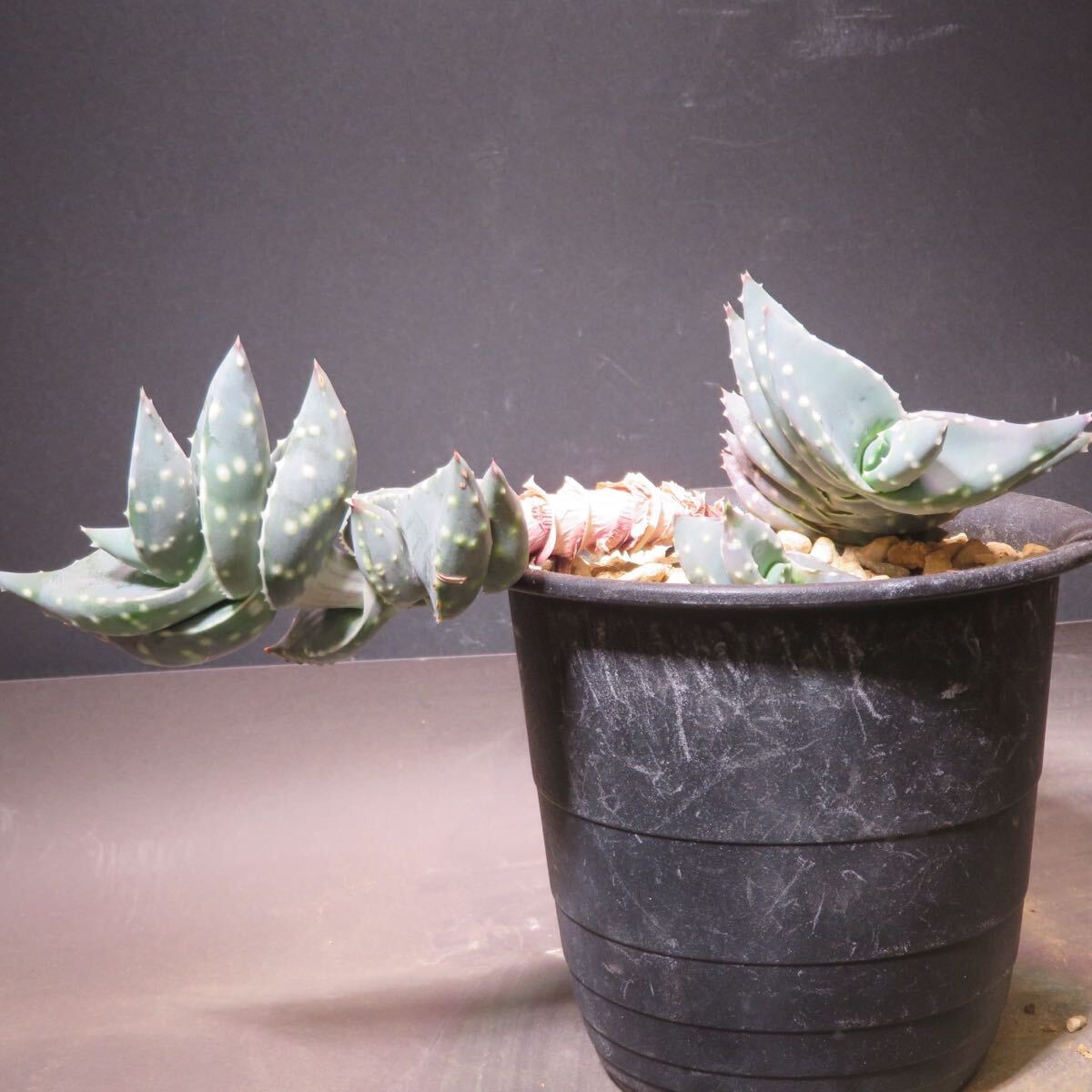 アロエ アレニコラ Aloe arenicola ｜ もくばらやの気楽な栽培記録