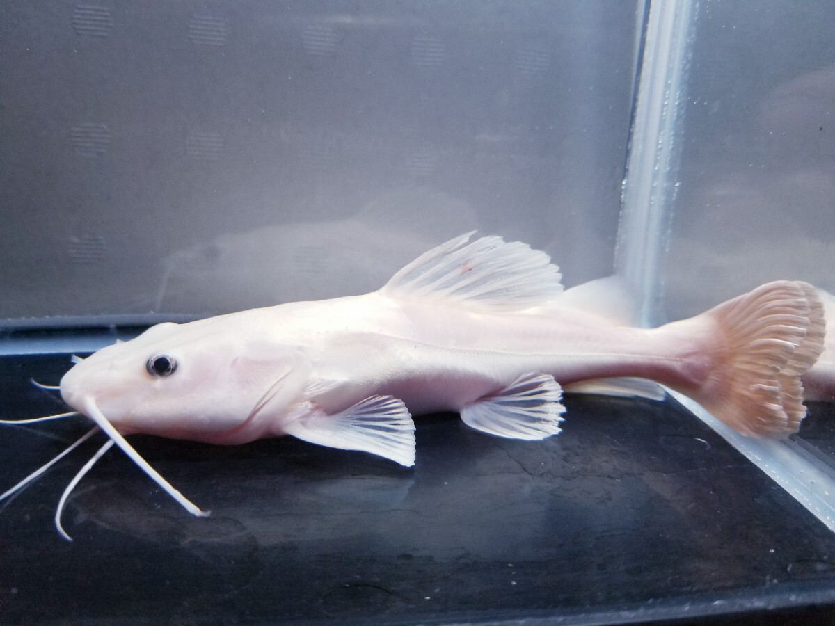 Yahoo!オークション -「プラチナレッドテールキャット」(淡水魚