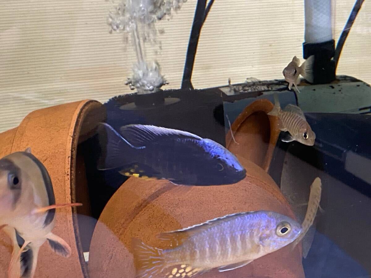 Yahoo!オークション -「アウロノカラ」(熱帯魚) (魚類、水生生物 Yahoo!オークション -「アウロノカラ」(熱帯魚) (魚類、水生生物