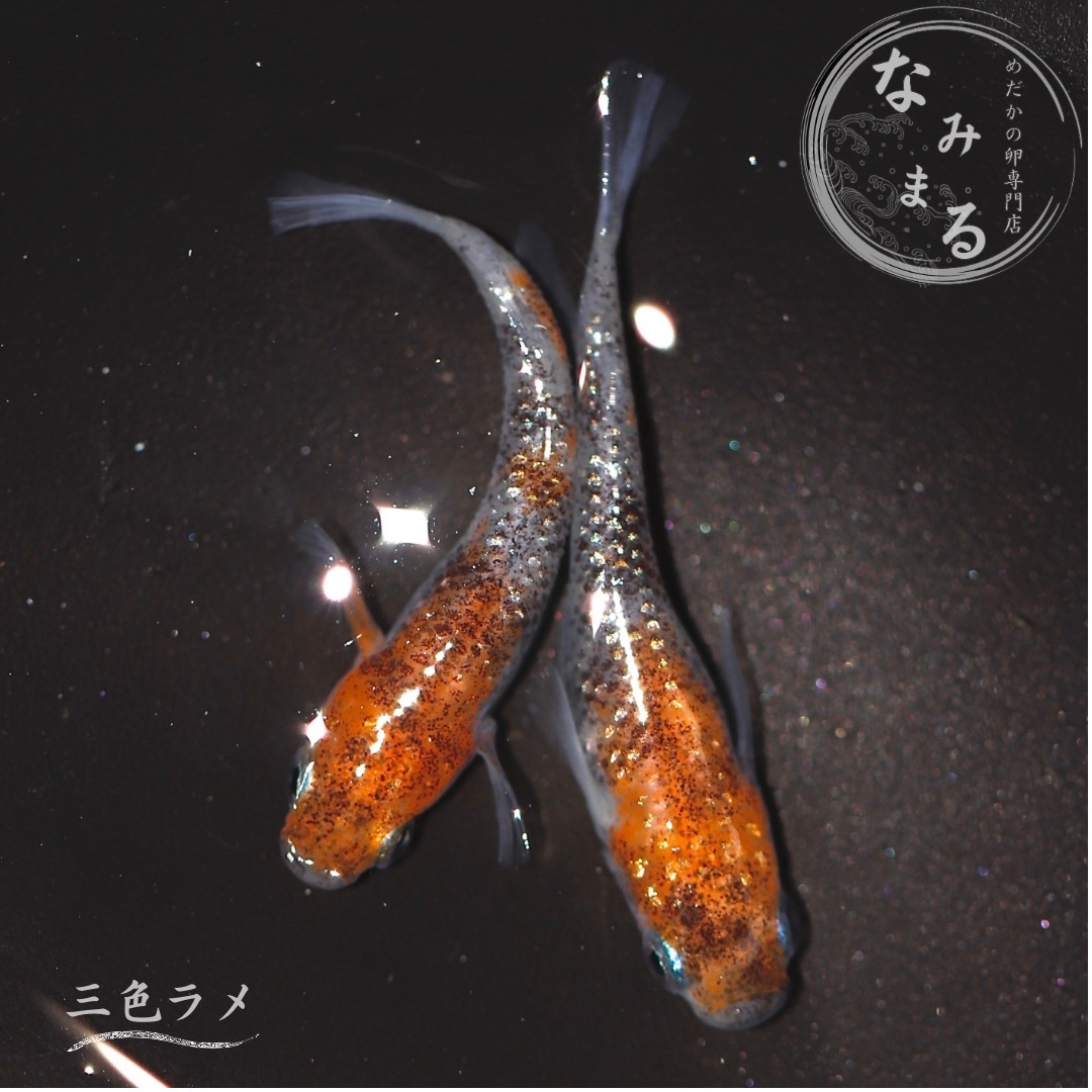 雲州三色×三色ラメ幹之 1 メダカ めだか （Mサイズ） 4ペア