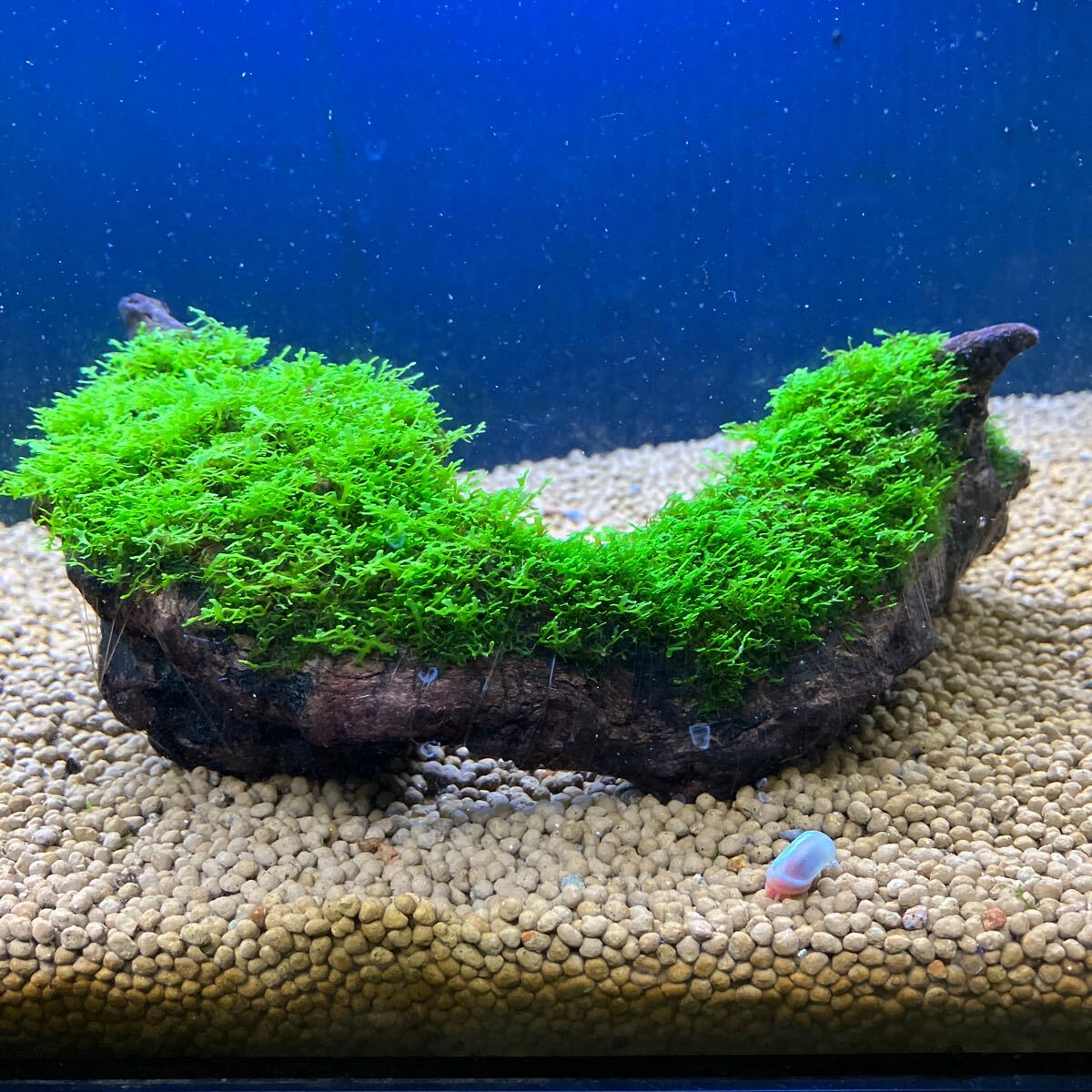 プレミアムモス活着流木② Yahoo!オークション -「プレミアムモス 流木」(魚、水草