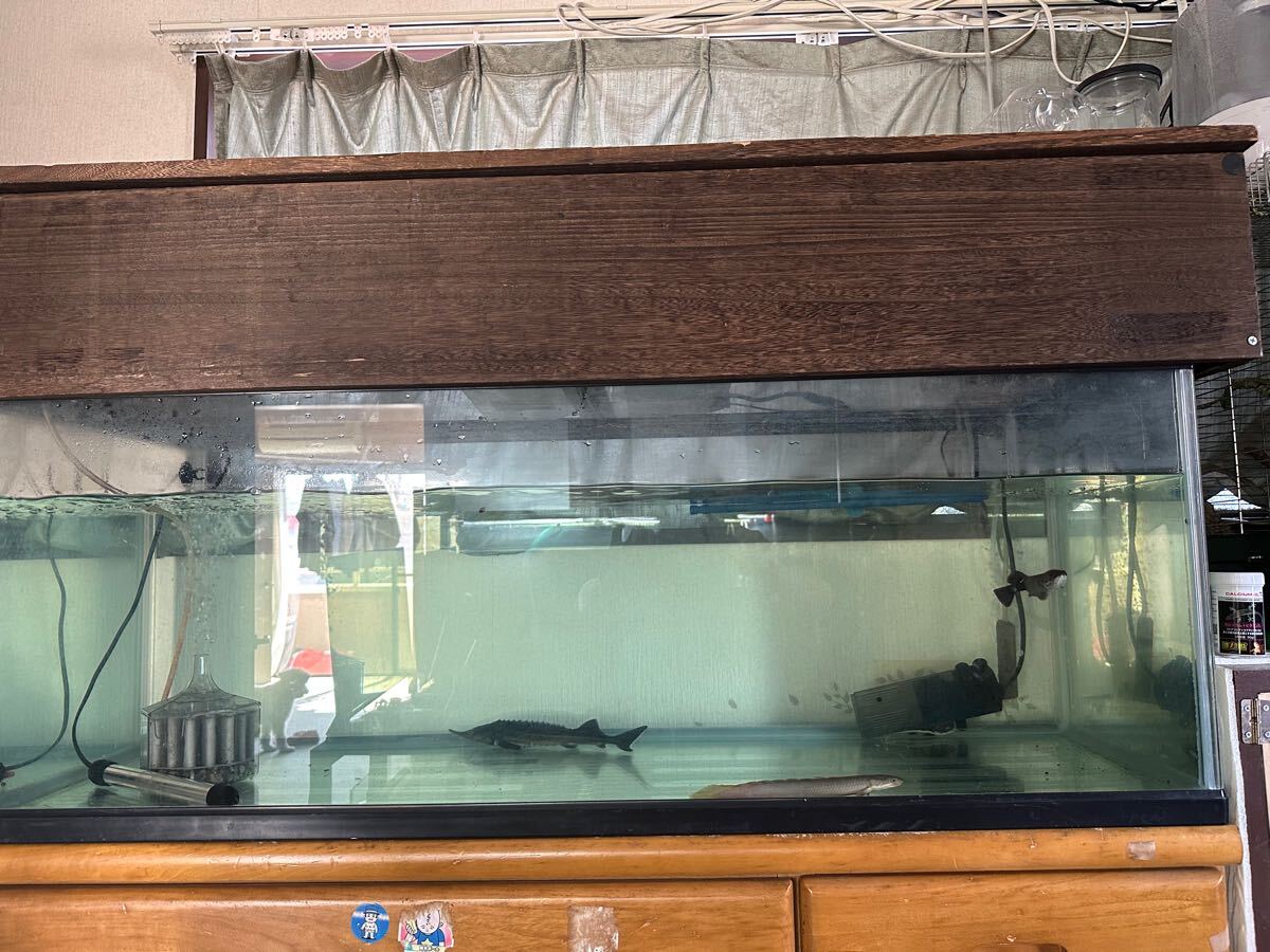 中古120cmオールガラス曲げ水槽 美品 早い者勝ち！