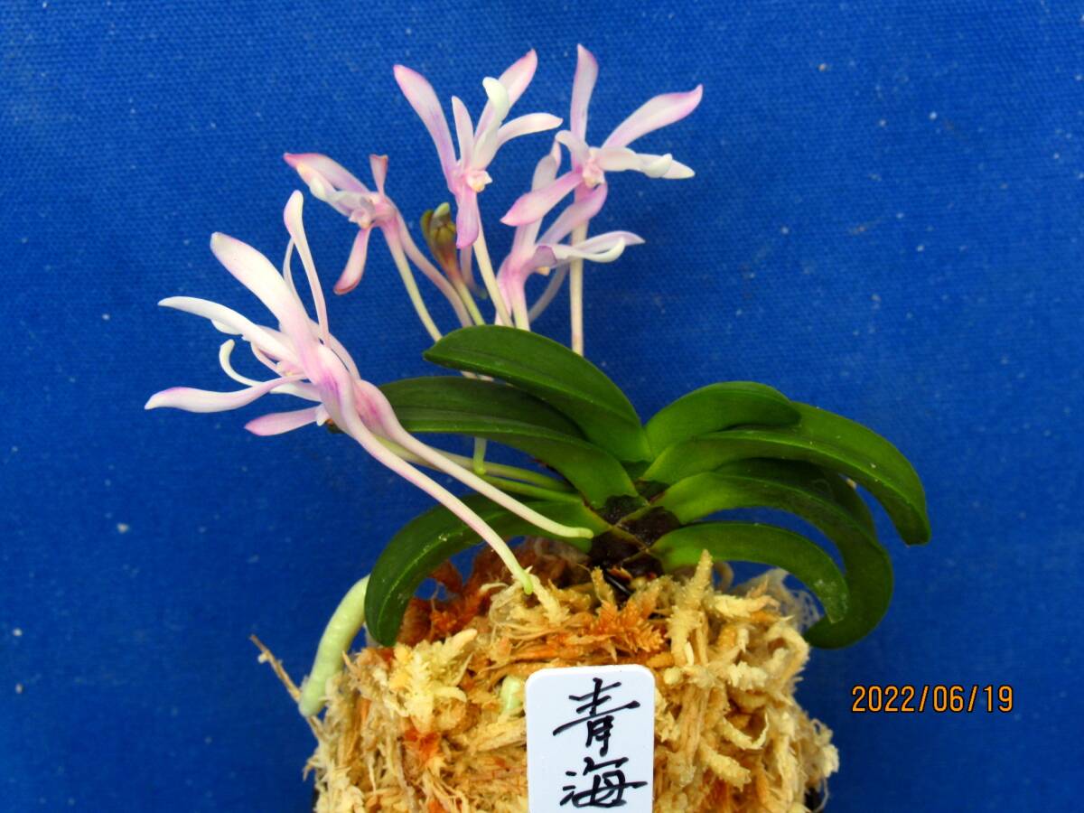 Yahoo!オークション -「富貴蘭 青海」(花、園芸) の落札相場